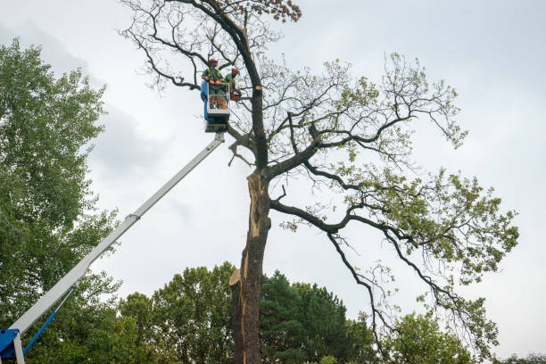 How Our Tree Care Process Works  in  Sanford, FL